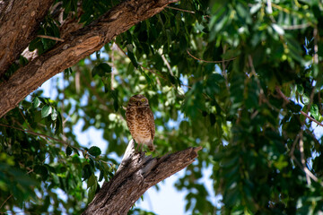 Burrowing Owl looking at camera