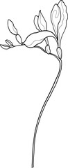Line art freesia flower, vector illustration