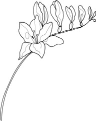Line art freesia flower, vector illustration