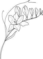 Line art freesia flower, vector illustration - obrazy, fototapety, plakaty