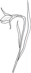 line art daffodil, floral vector illustration