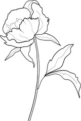 Line art peony flower, vector illustration