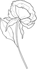 Line art peony flower, vector illustration