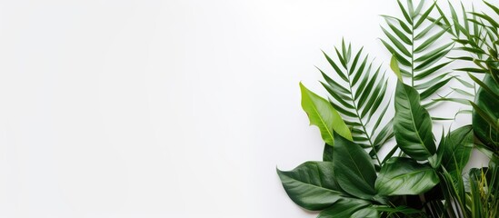 Fototapeta na wymiar Minimalist style houseplant zamiokulkas with lush green leaves on white wall