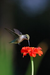 Ruby throated hummingbird feeding on red Zinnia flower.  © Mark