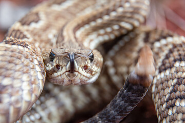 close up of a snake