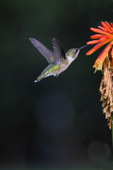Ruby throated hummingbird feeding on Zenia flower.  © Mark