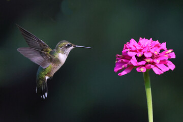 Fototapeta premium Ruby throated hummingbird feeding t Zenia flowers. 