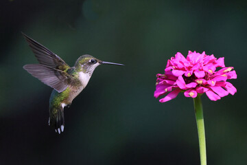 Ruby throated hummingbird feeding t Zenia flowers. 