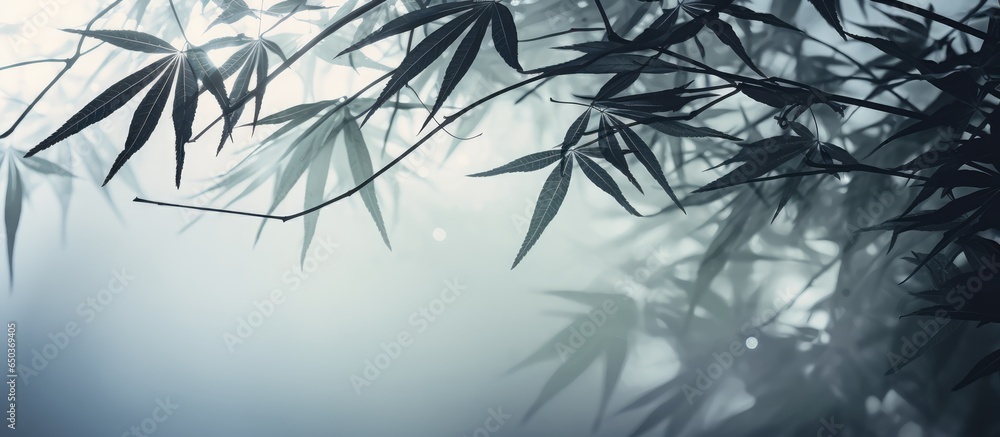 Poster blurred image of palm leaves with shadow and fog effects with selective focus