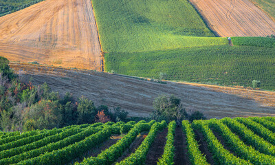 Young vineyard in Italy, Marche region - wine grapes are coming - 650369438