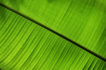 Banana tree leaf in Thailand garden. The structure of a palm leaf. High quality photo. 