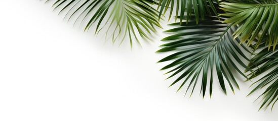 Fototapeta na wymiar White background with attractive palm leaf