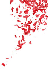 Beautiful Floral Tender Vector White Background.