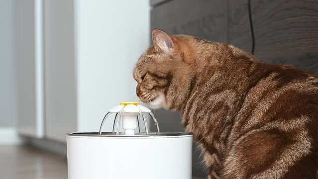 British cat drinks clean water from the fountain's electric drinker at home
