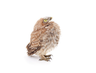 Fototapeta premium One small owl.