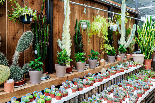 Collection of various potted exotic green cacti in greenhouse