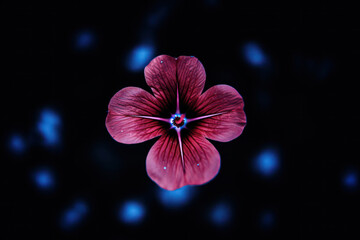 A minimalist close-up of a four-colored blossom, featuring a combination of red, yellow, pink, and...