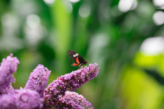 Black butterfly sitting on purple flower