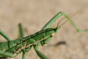 Steppe dybka sandy background, macro photo.Largest grasshopper in Russia.