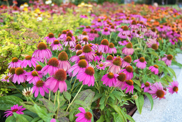 Margarita Flowers Blooming in a Spring Meadow. Flowers Background	
