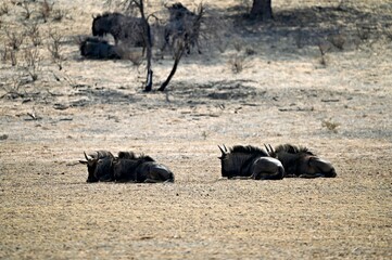 Blue wildebeest lie flat on the ground to find protection from the strong wind and sand in the...