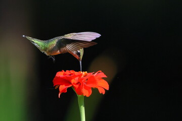 Ruby throated hummingbird feeding t Zenia flowers. 