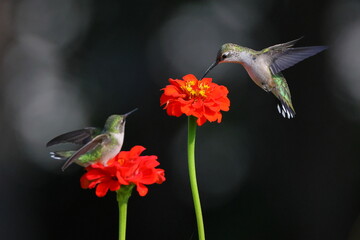 Ruby throated hummingbird feeding on Zenia flower. 