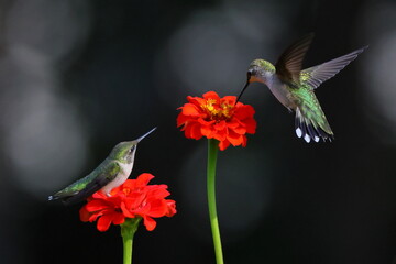 Ruby throated hummingbird feeding on Zenia flower.  © Mark