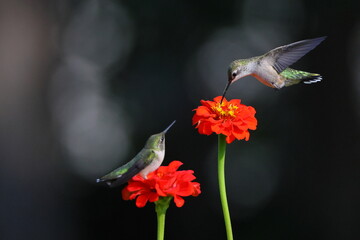 Ruby throated hummingbird feeding on Zenia flower. 