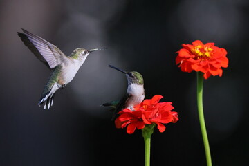 Ruby throated hummingbird feeding on Zenia flower. 