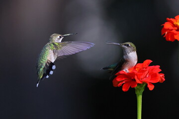 Ruby throated hummingbird feeding on Zenia flower. 