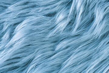 Blue fur texture top view. Blue sheepskin background. Fur pattern. Texture of blue shaggy fur. Wool texture. Sheep fur close up - obrazy, fototapety, plakaty