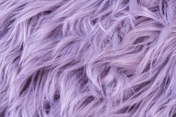 Purple fur texture top view. Purple sheepskin background. Fur pattern. Texture of purple shaggy fur. Wool texture. Sheep fur close up