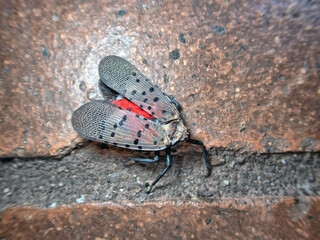 Closeup of spotted lanternfly; Lycorma delicatula;