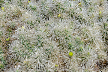 The Jardín de Cactus is a cactus garden on the island of Lanzarote in the Canary Islands.