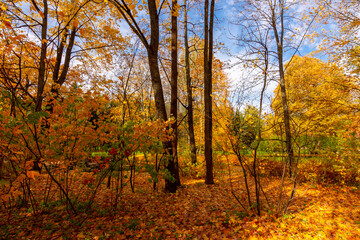 Catherine park in autumn, Pushkin, Saint Petersburg, Russia