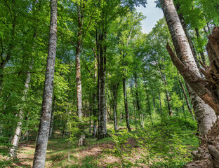 Ismayilli forest. Ismayilli. Southern slopes of the Greater Caucasian Range. Azerbaijan nature.