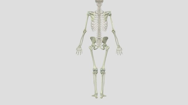 The appendicular skeleton is one of two major bone groups in the body