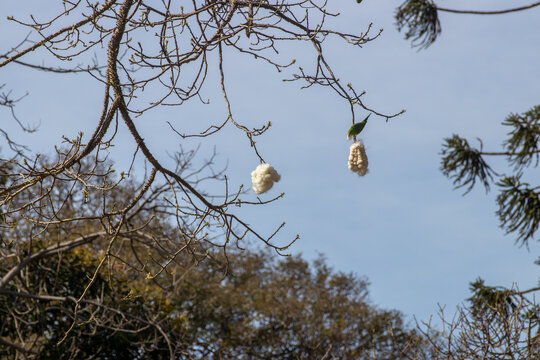 &Aacute;rbol de Palo Borracho