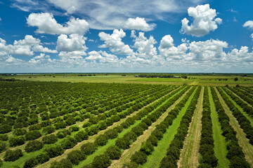 Aerial view of Florida farmlands with rows of orange grove trees growing on a sunny day