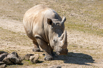 Fototapeta premium white rhino also square-lipped rhinocero (in german Breitmaulnashorn also Breitlippennashorn) Ceratotherium simum