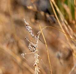 Its name is Gongylus gongylodes, and it&rsquo;s commonly referred to as the violin mantis on account of the shape of its body.