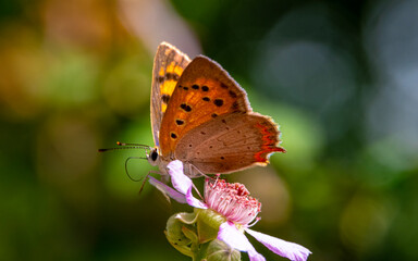 Close-up deep bokeh of yellow spiny butterfly on flower