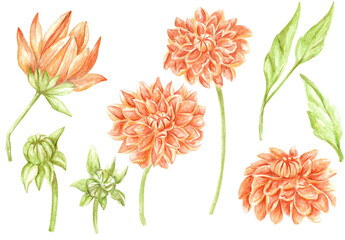 Hand-drawn watercolor set of dahlias with sprouts and leaves. Autumn theme. Idea for scrapbooking, postcards, print, invitations, etc.