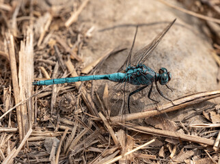 Close-up dragonfly in nature garden scene. Dragonfly eating a withered tree. Beautiful dragonfly pose, yellow-orange dragonfly against the green of the garden background.