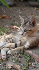 cute face of a little brown cat
