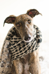 A Spanish Greyhound -Galgo- with a scarf portrait