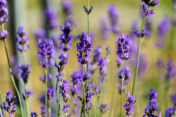 Fleurs Lavandes en été © nada12