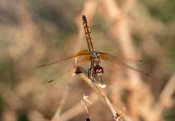 red dragonfly on a branch